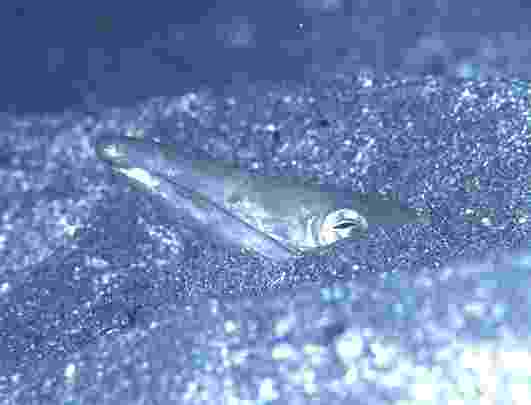 �޲�ݳ����