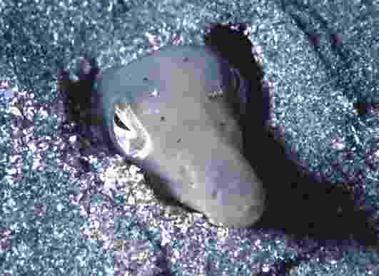 �޲�ݳ����