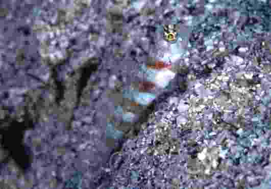 ���������ʾ�