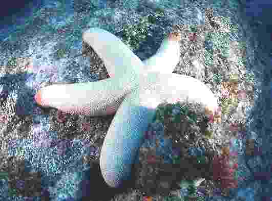 ſ������