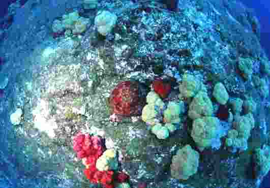 �ݼޭ�����