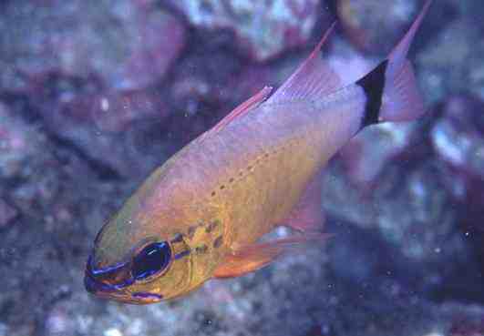 ������ݼ޸�޲