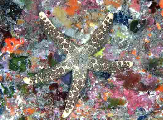 ��޷�������