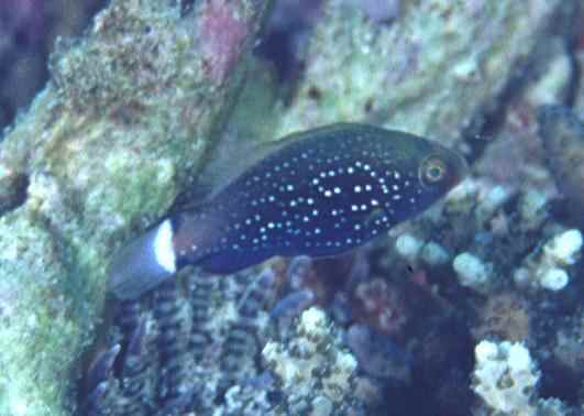 ������޲