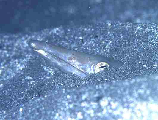 �޲�ݳ����