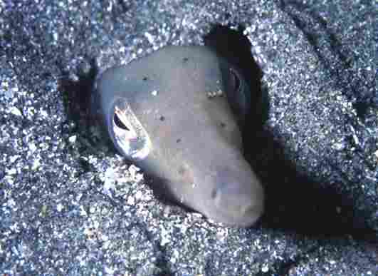 �޲�ݳ����