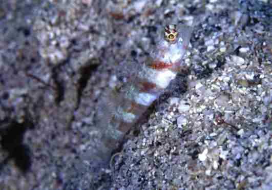 �������ݸ�