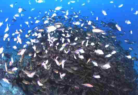 ������޲