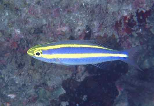 ��ȳ�ɲ���