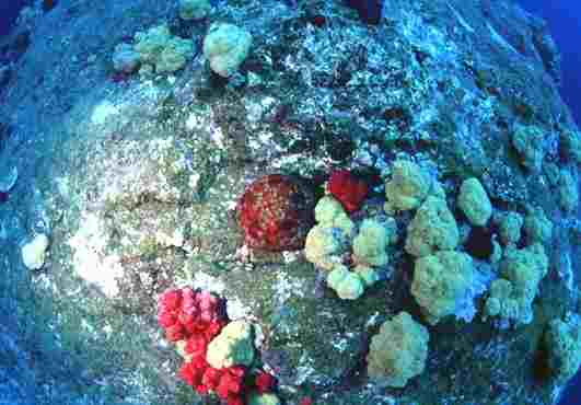 �ݼޭ�����