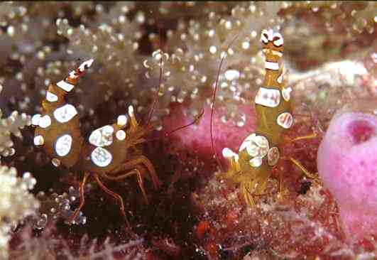 ��������Ӵ��