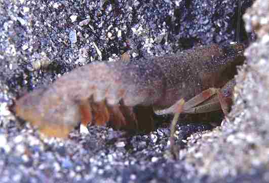 ׽è������