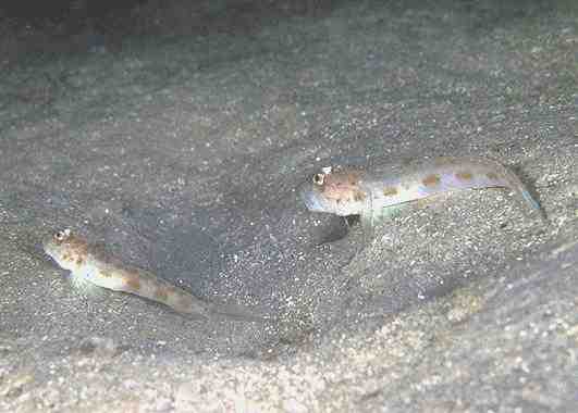 ��ʾ�ɲ���