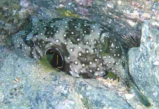 �����̸�