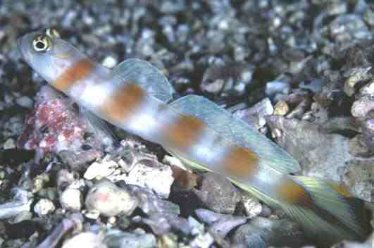 �����ʾ�