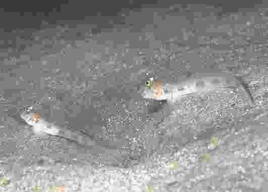 ��ʾ޿޸ɲ���