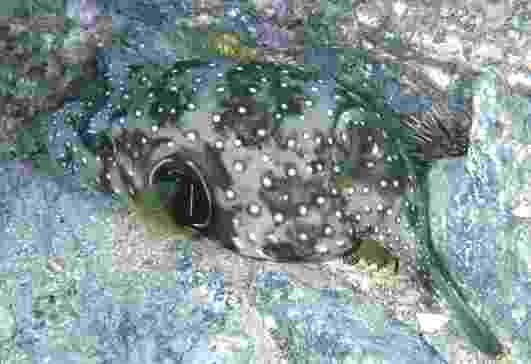 �����̸�