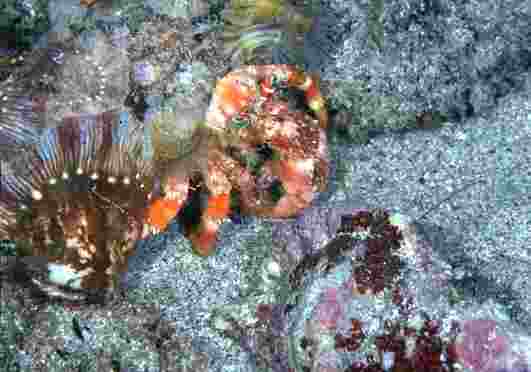 �����޶�