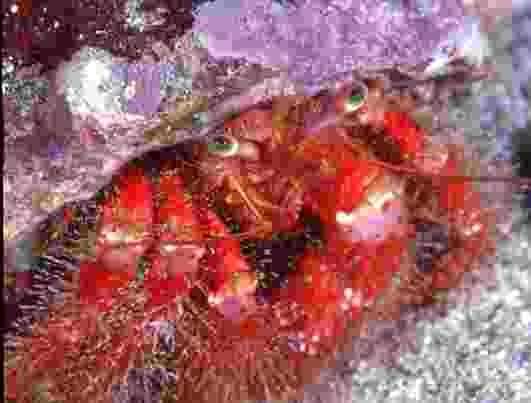 ��������޶�