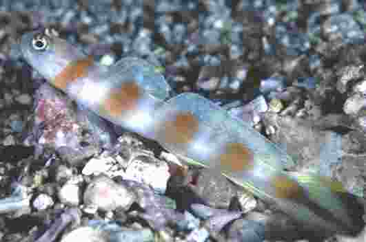 �����ʾ�