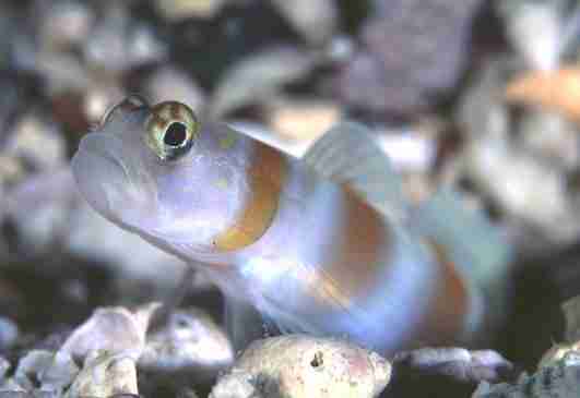 �����ʾ�