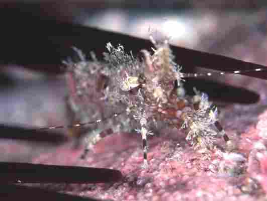 ̼��޻ݺ�Ӵ��