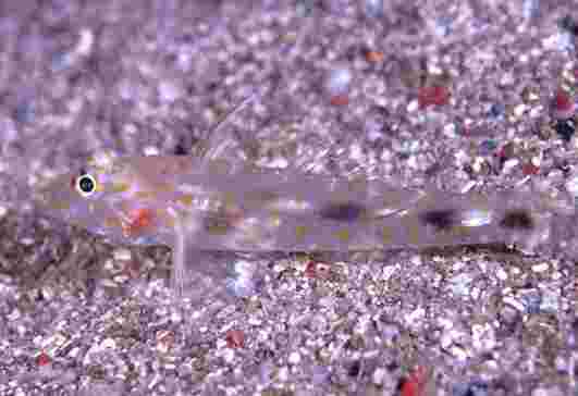 ���ûݶ�ʾ�