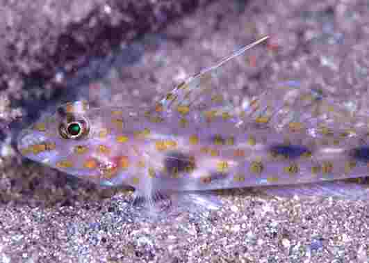 ���ûݶ�ʾ�