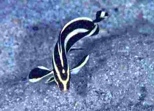 �ڸ�ۺ����޲