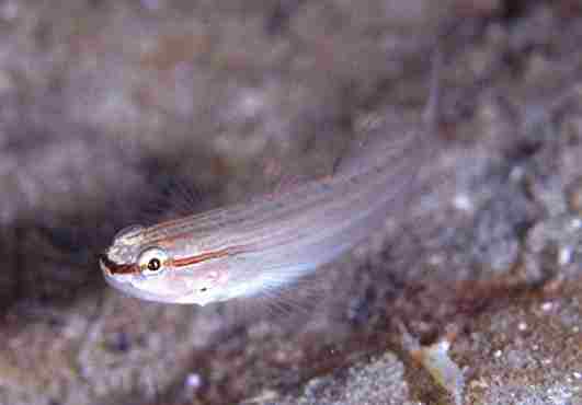 ����ƻ׻ʾ�