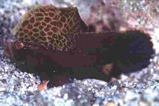 �����ʾ�