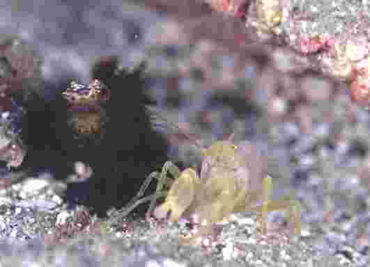 �����ʾ�