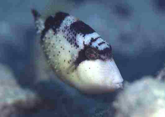 ����ݶ��