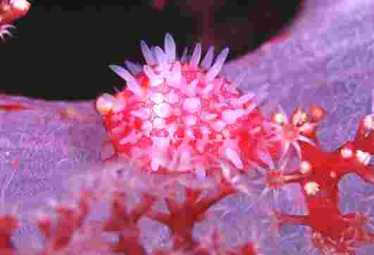 ���ϳ��޶޲