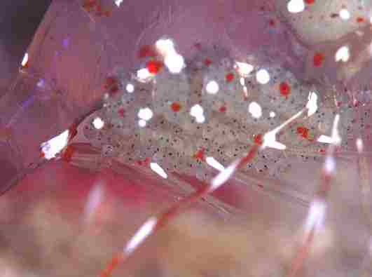 �ر�ذŰ�������Ϻ�