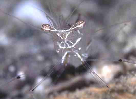 �ݸ޸۰������