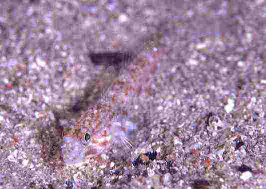 ���׶���ʾ�