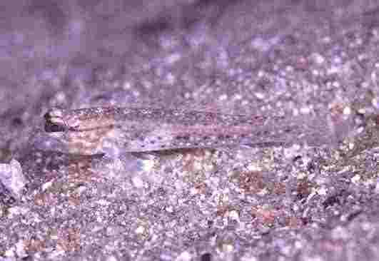 ���׶���ʾ�