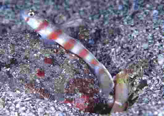 ������ʾ�