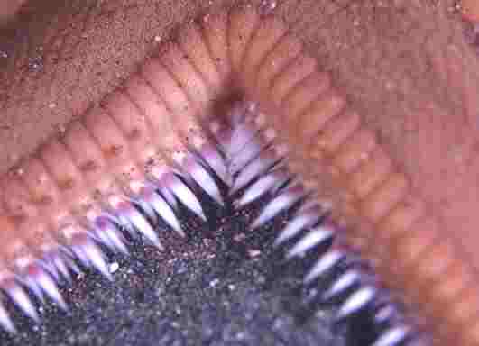 �м޶޲ ��ݼ�