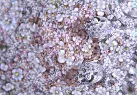 �����϶�ڲ