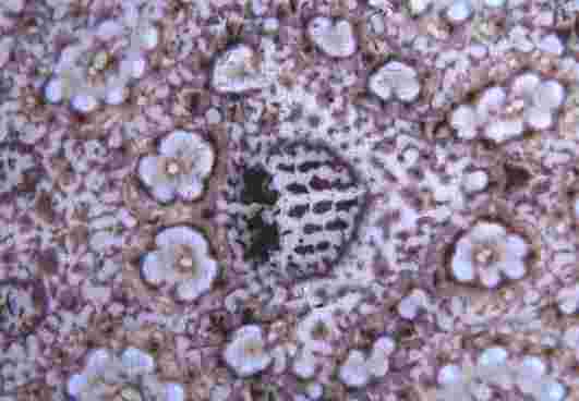 �����϶�ڲ