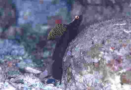 �����ʾ�