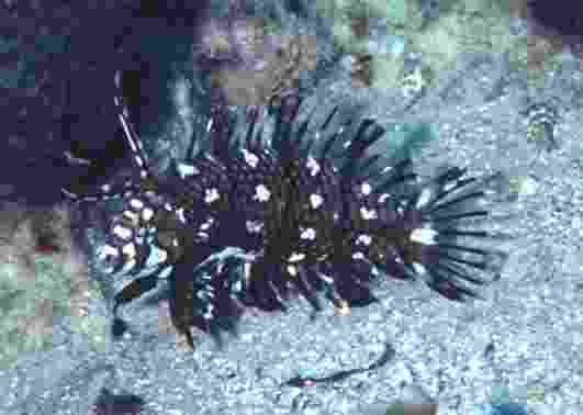 ����ݽ��޷