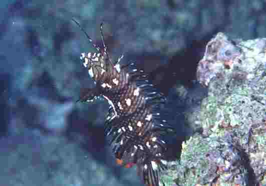 ����ݽ��޷