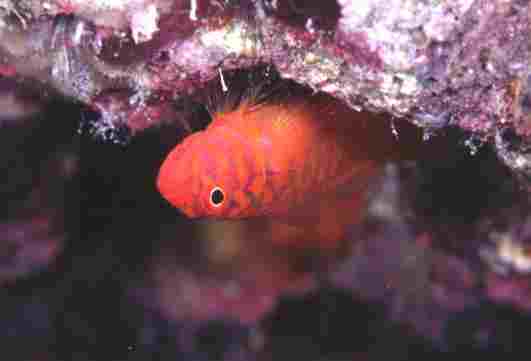 �������ʾ�