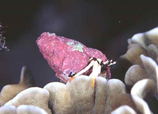 ���һݺ����߶�