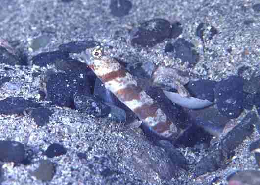 ���������ʾ�