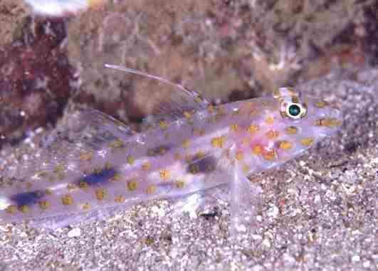 ���ûݶ�ʾ�