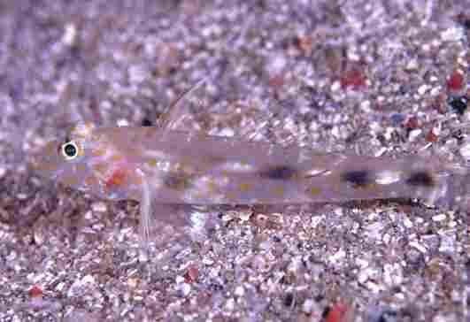 ���ûݶ�ʾ޾